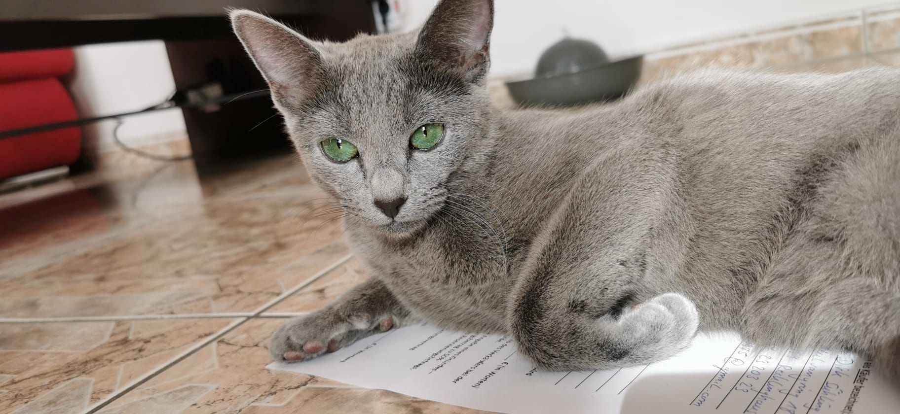 Russisch Blau Kitten mit Stammbaum Russisch Blau Kitten mit Stammbaum