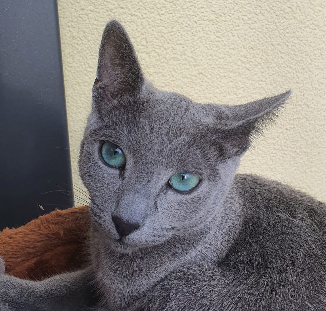 Russisch Blau Kitten mit Stammbaum Russisch Blau Kitten mit Stammbaum