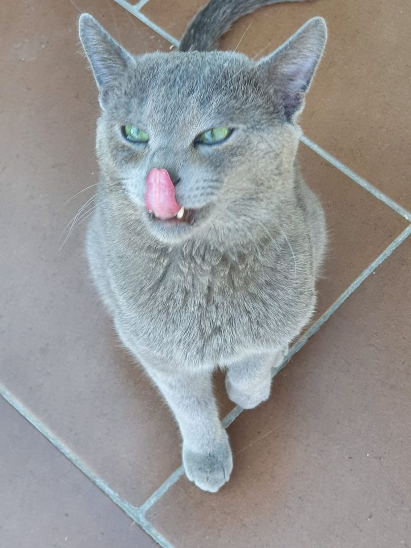 Russisch Blau Kitten mit Stammbaum Russisch Blau Kitten mit Stammbaum