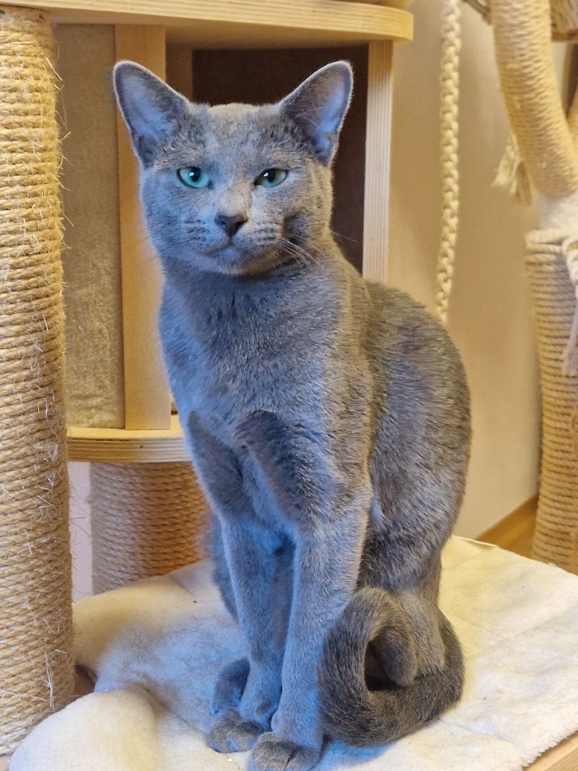 Russisch Blau Deckkater
