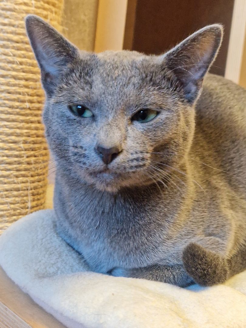 Russisch Blau Deckkater