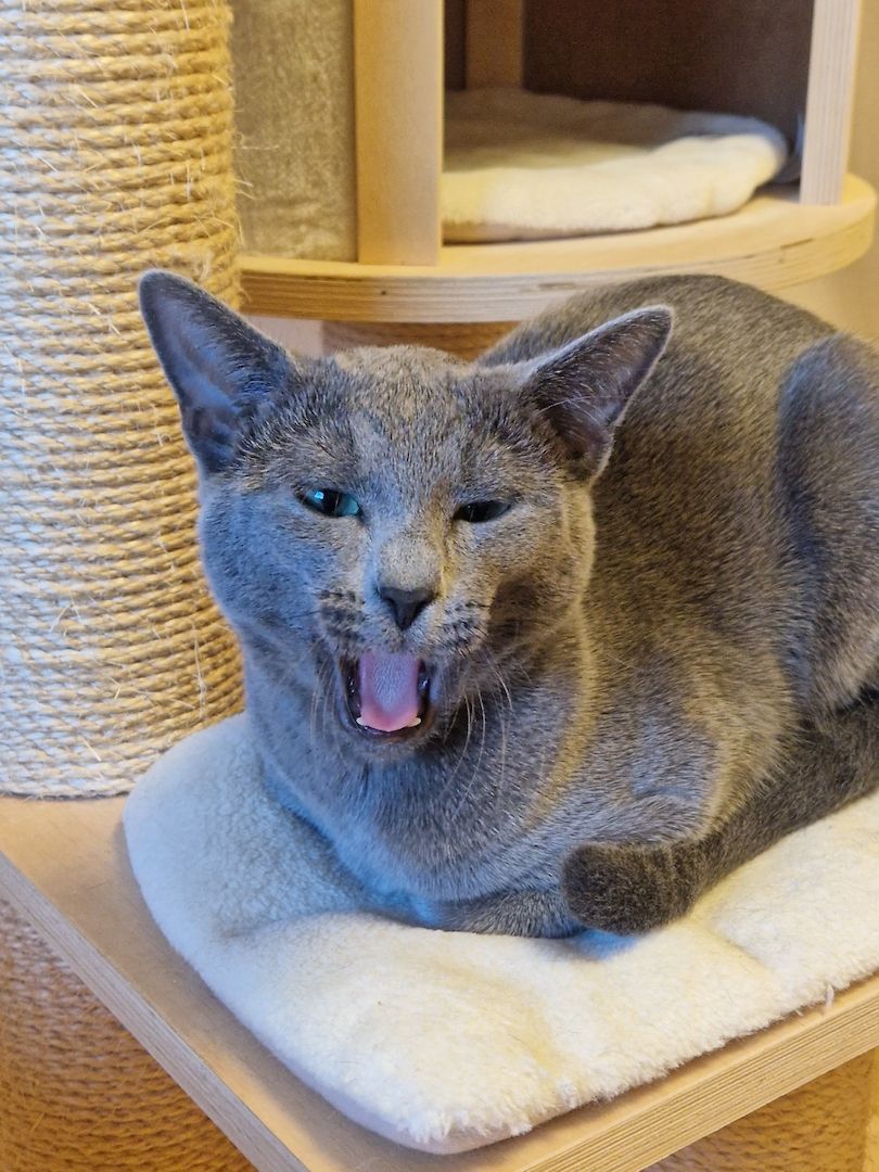 Russisch Blau Deckkater