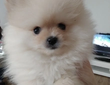 Pomeranian boo