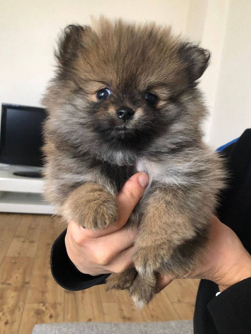 Pomeranian boo