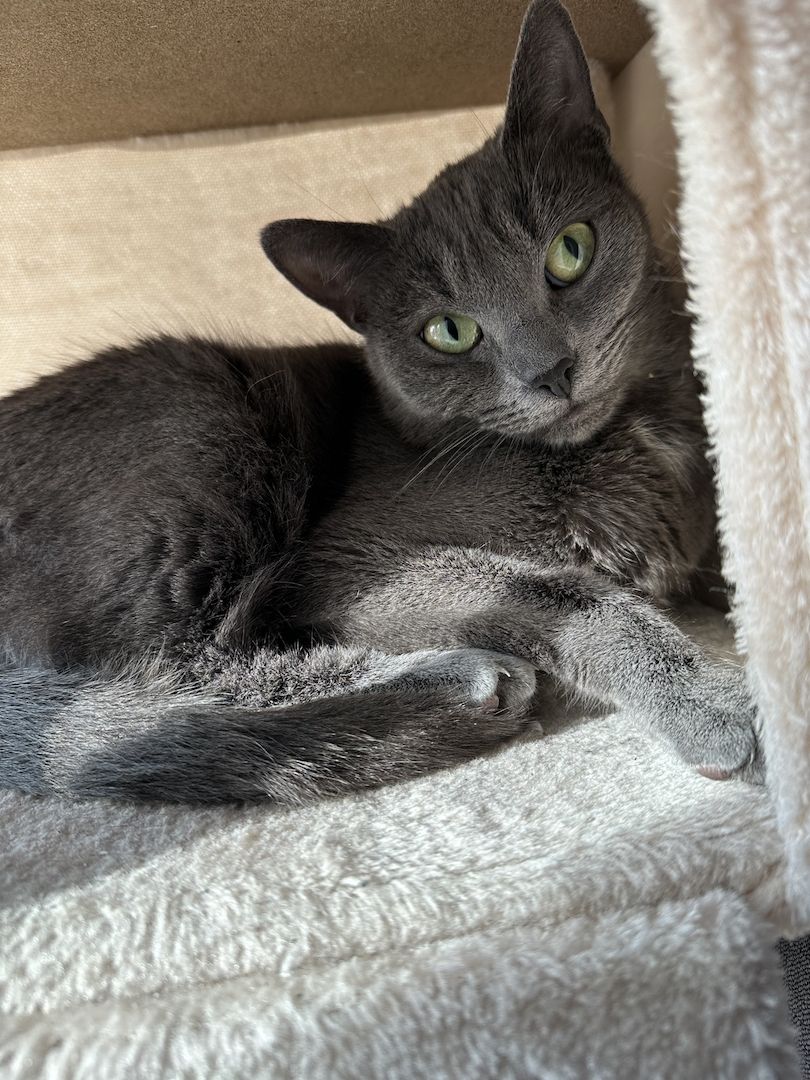 Katzen abzugeben mit Zubehör