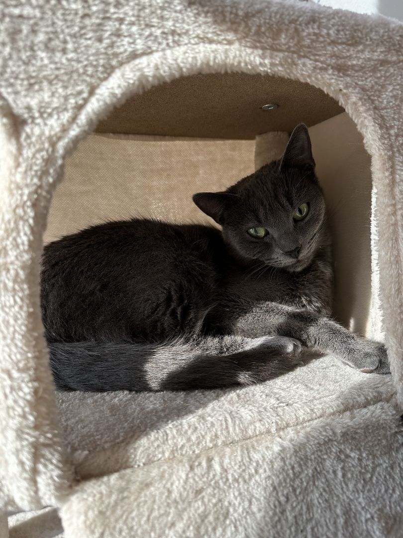 Katzen abzugeben mit Zubehör