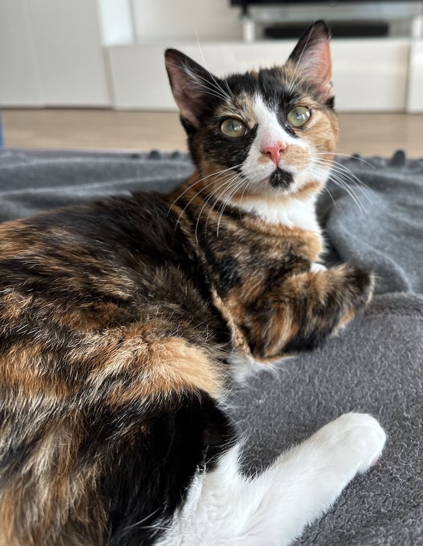 Katzen abzugeben mit Zubehör