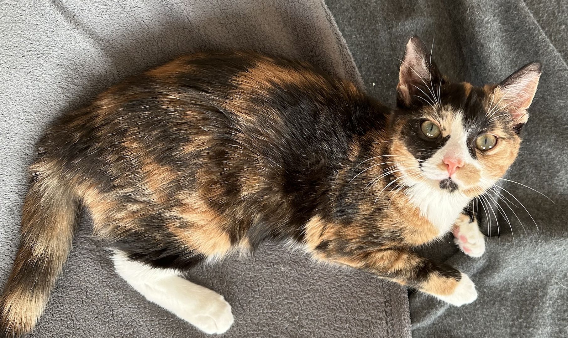 Katzen abzugeben mit Zubehör