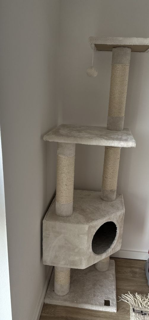 Katzen abzugeben mit Zubehör