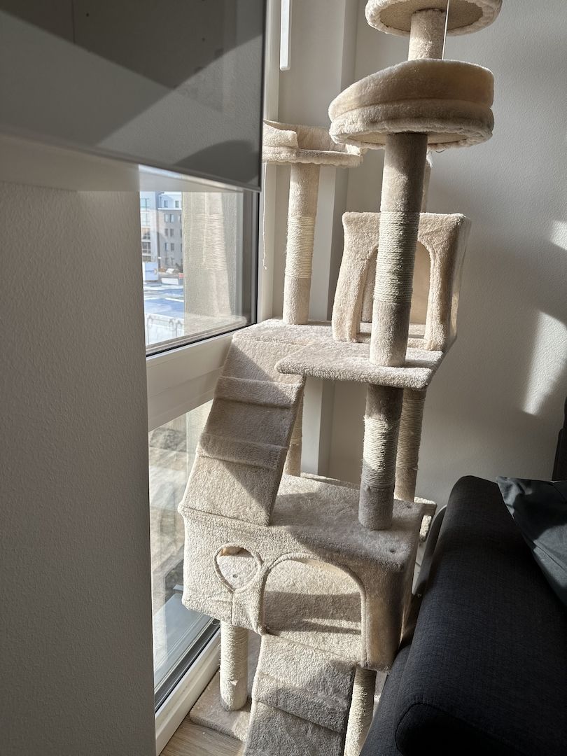 Katzen abzugeben mit Zubehör