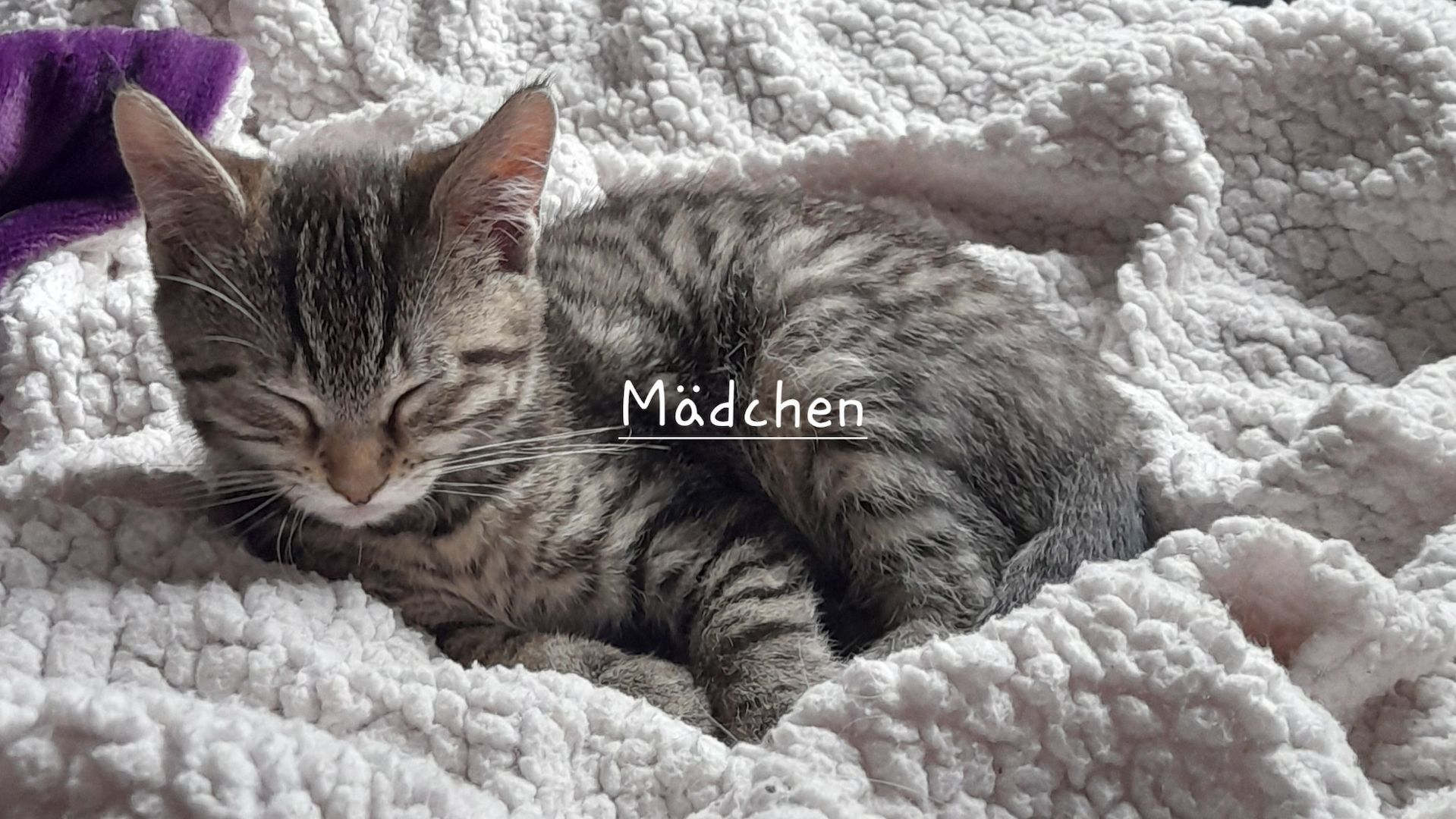 Bengal Maincoon mix Kitten