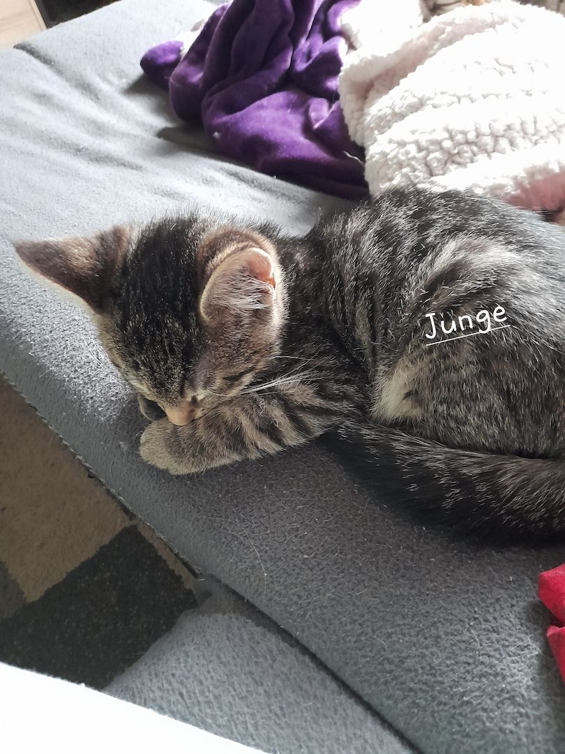 Bengal Maincoon mix Kitten