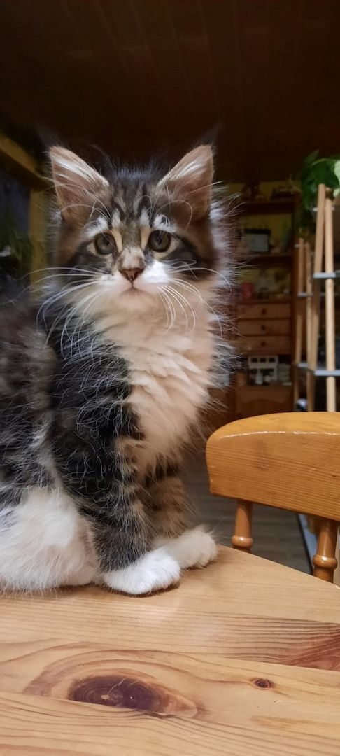 Kampfschmuserin sucht neues Zuhause