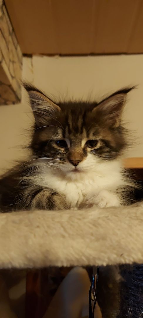 Kampfschmuserin sucht neues Zuhause