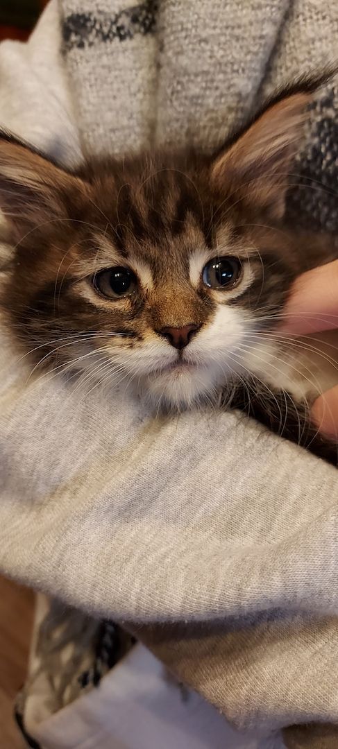 Kampfschmuserin sucht neues Zuhause