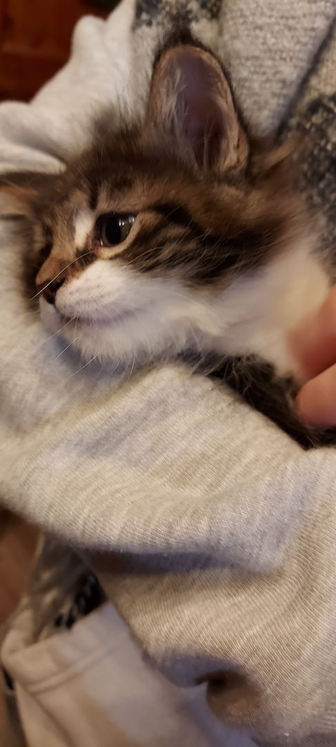 Kampfschmuserin sucht neues Zuhause