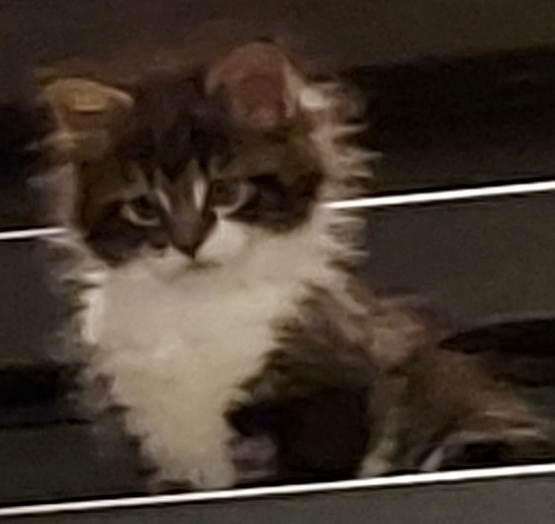 Kampfschmuserin sucht neues Zuhause