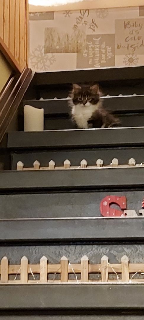 Kampfschmuserin sucht neues Zuhause