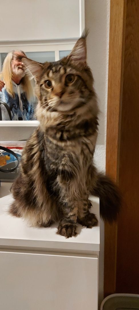 Kampfschmuserin sucht neues Zuhause