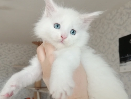 Maine Coon Kitten mit Stammbaum blaue Augen