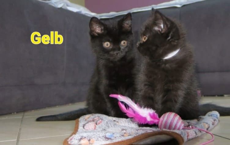 Alle Zwerge vermittelt! reinrassige Britisch Kurzhaar BKH Kitten , Vater mit Stammbaum