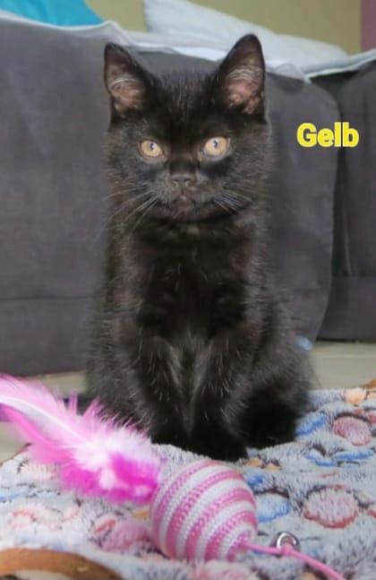 Alle Zwerge vermittelt! reinrassige Britisch Kurzhaar BKH Kitten , Vater mit Stammbaum