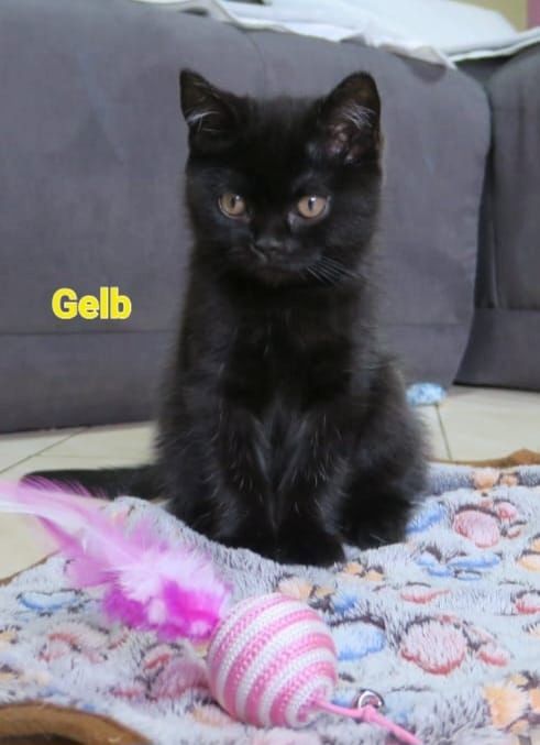 Alle Zwerge vermittelt! reinrassige Britisch Kurzhaar BKH Kitten , Vater mit Stammbaum