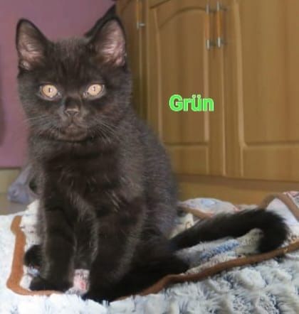 Alle Zwerge vermittelt! reinrassige Britisch Kurzhaar BKH Kitten , Vater mit Stammbaum