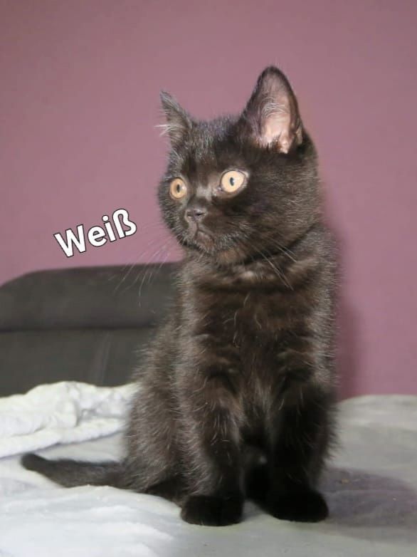 Alle Zwerge vermittelt! reinrassige Britisch Kurzhaar BKH Kitten , Vater mit Stammbaum