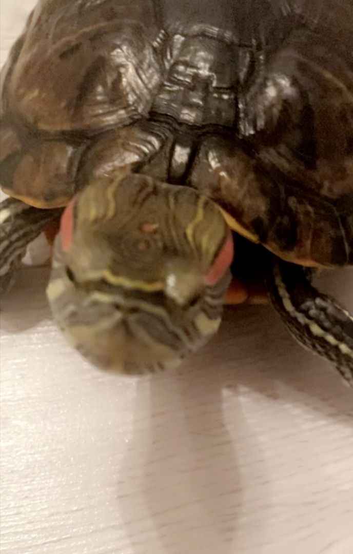 Schildkröte Schildkröte
