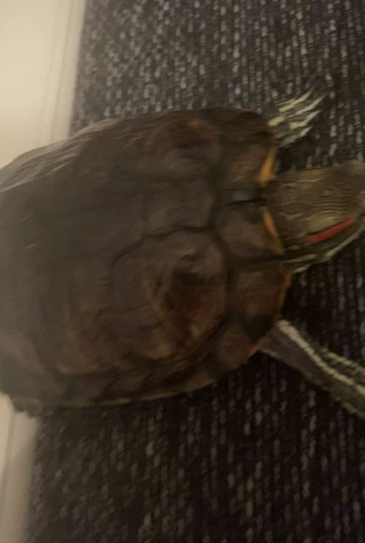 Schildkröte Schildkröte
