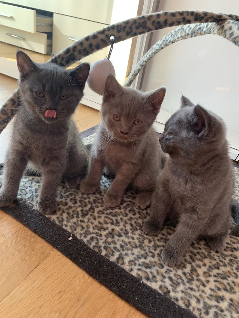 BKH Kitten reinrassig geimpft gechipt entwurmt abzugeben in München Zwei männliche Kitten vergeben