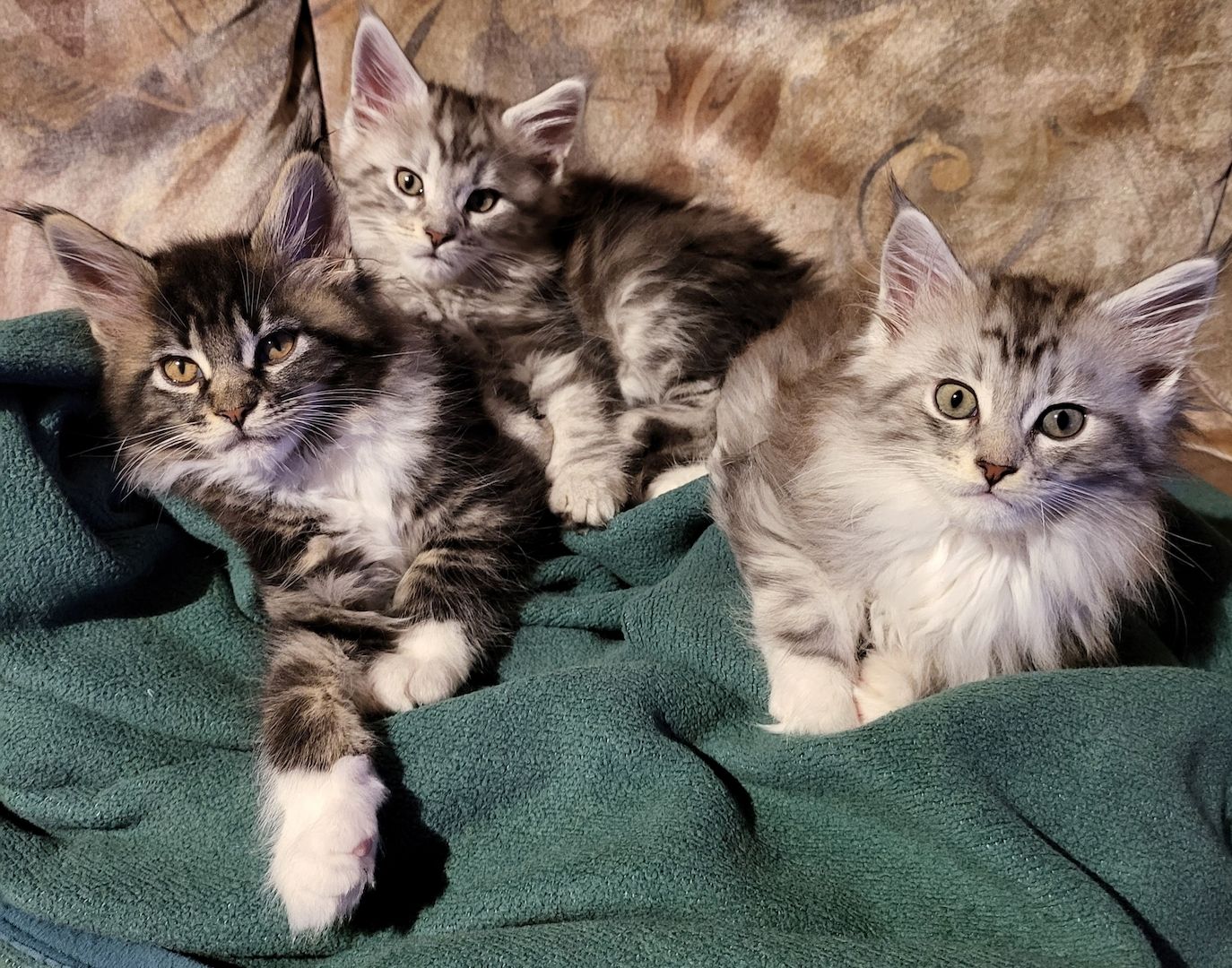 Goldige, reinrassige Maine Coon Kitten mit Stammbaum