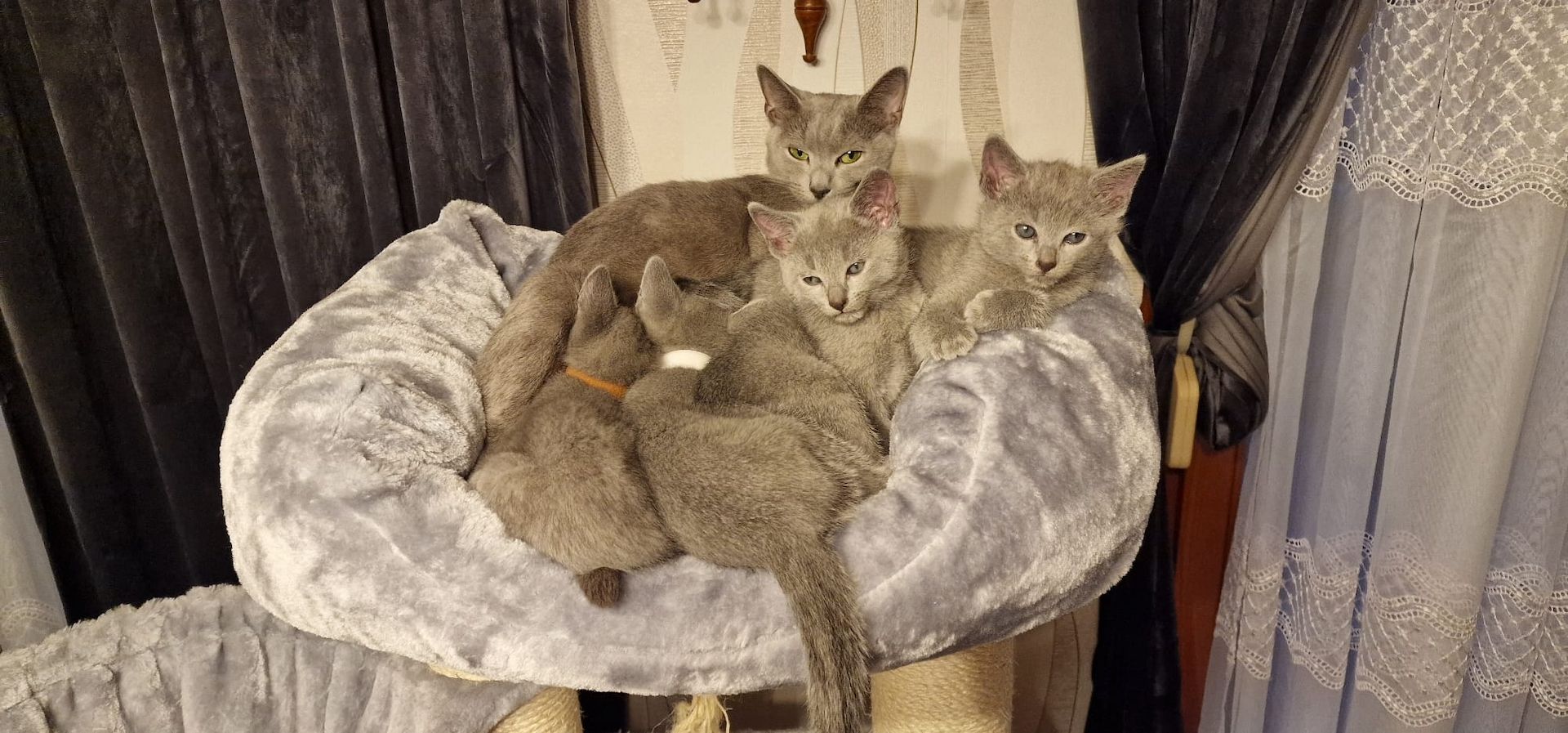 1 reinrassige russisch blau Kitten