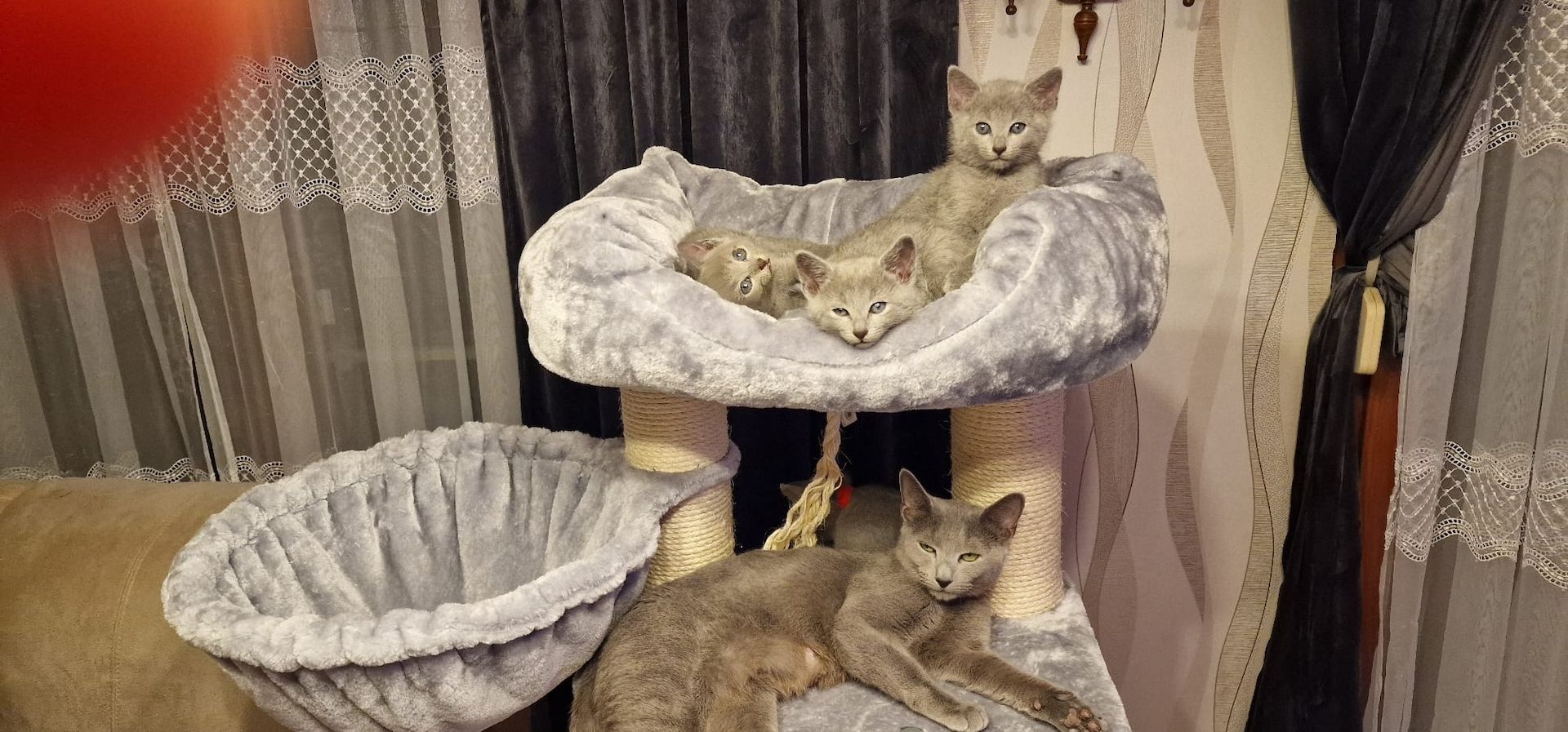 1 reinrassige russisch blau Kitten