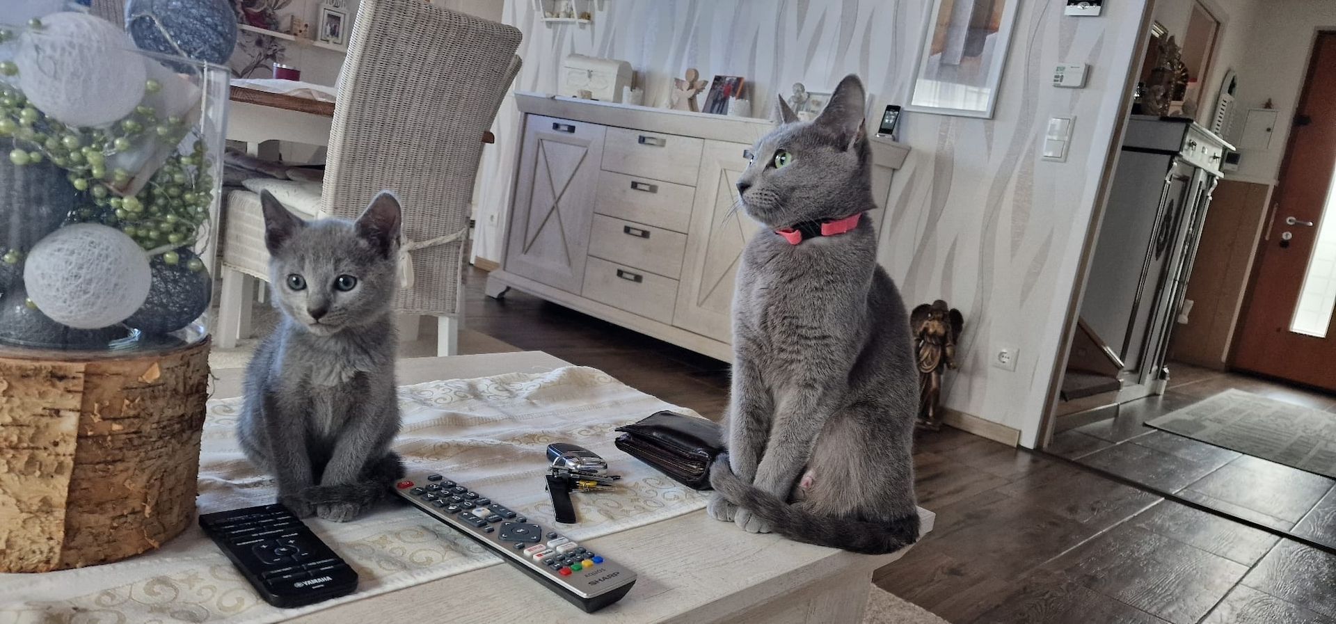 1 reinrassige russisch blau Kitten