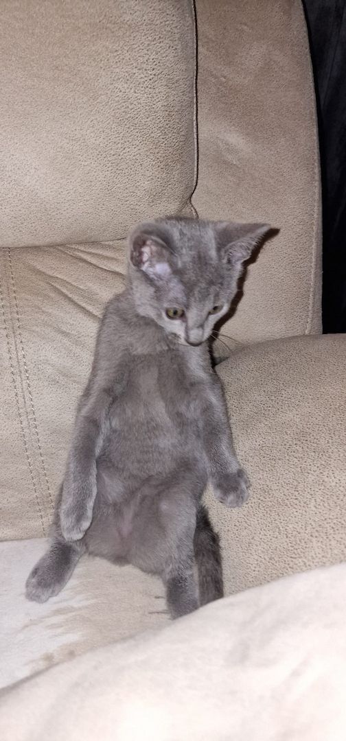 1 reinrassige russisch blau Kitten