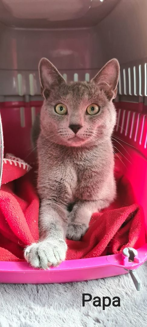 1 reinrassige russisch blau Kitten