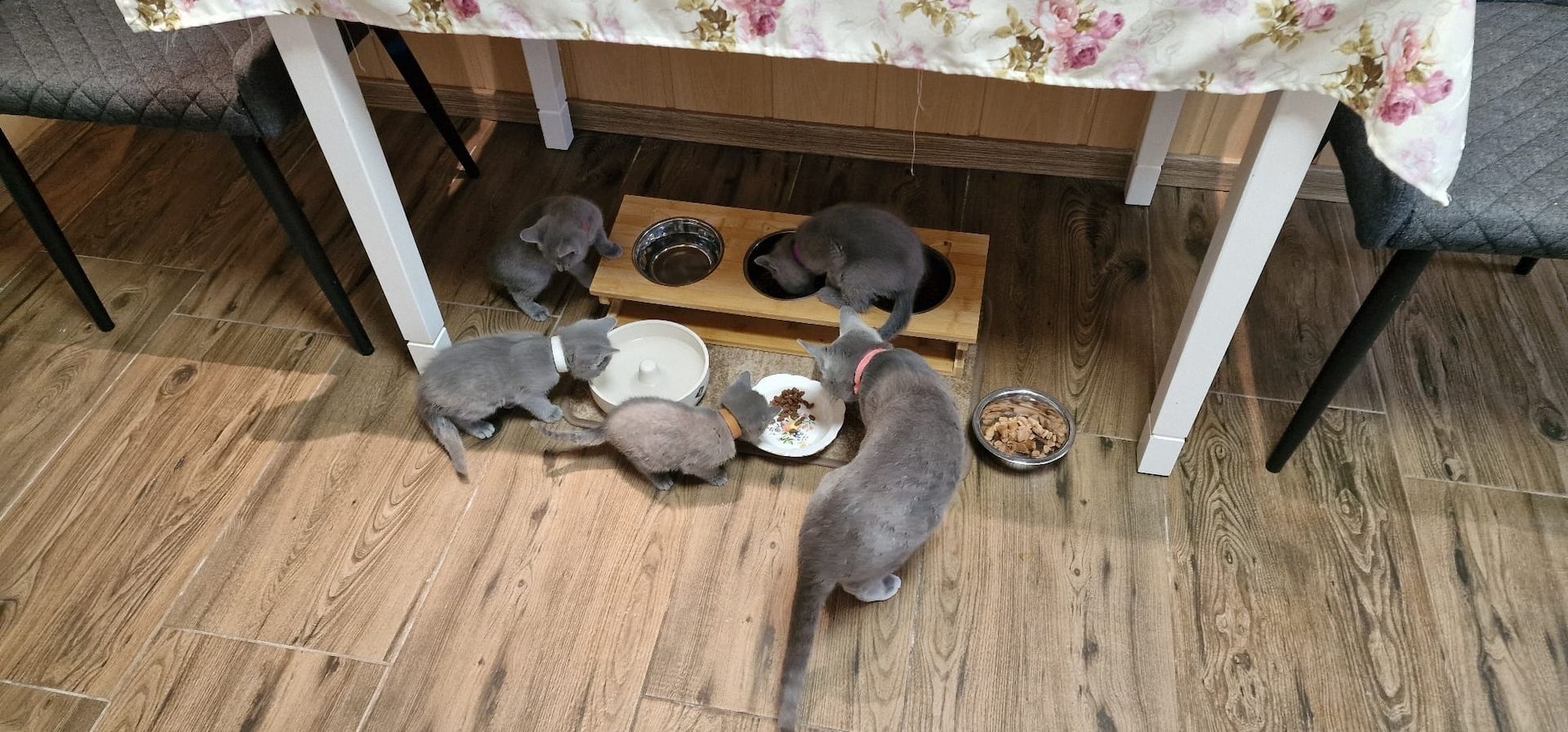 1 reinrassige russisch blau Kitten