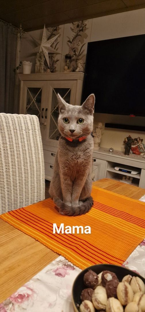 1 reinrassige russisch blau Kitten