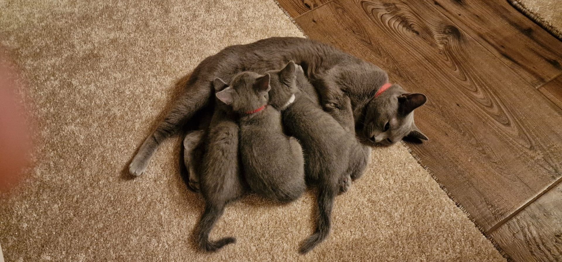 1 reinrassige russisch blau Kitten