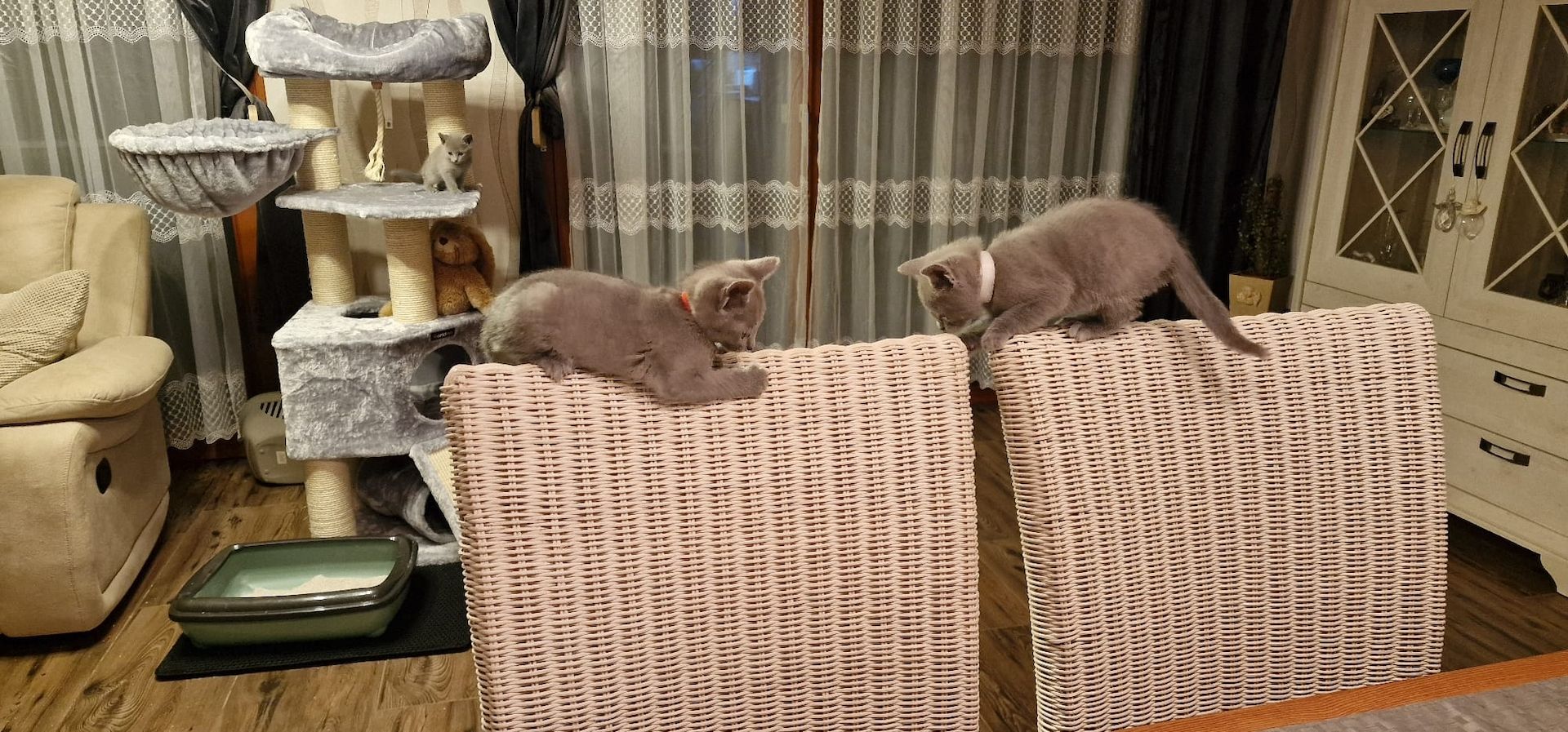 1 reinrassige russisch blau Kitten