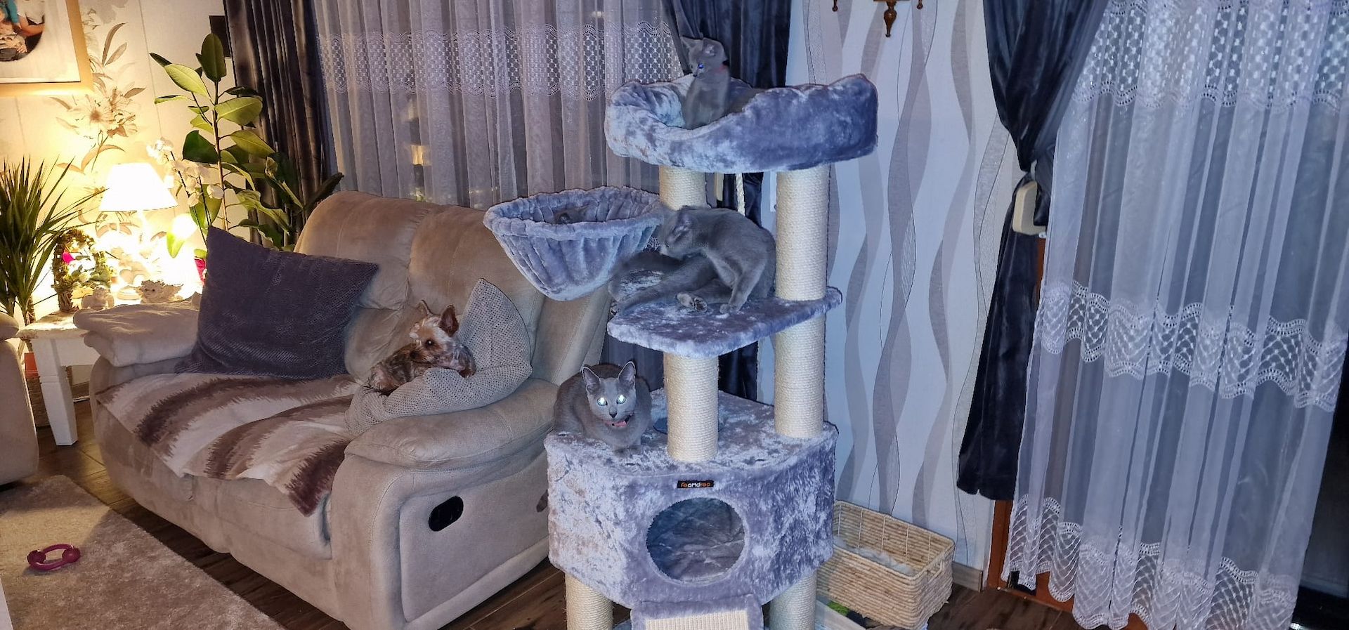 1 reinrassige russisch blau Kitten