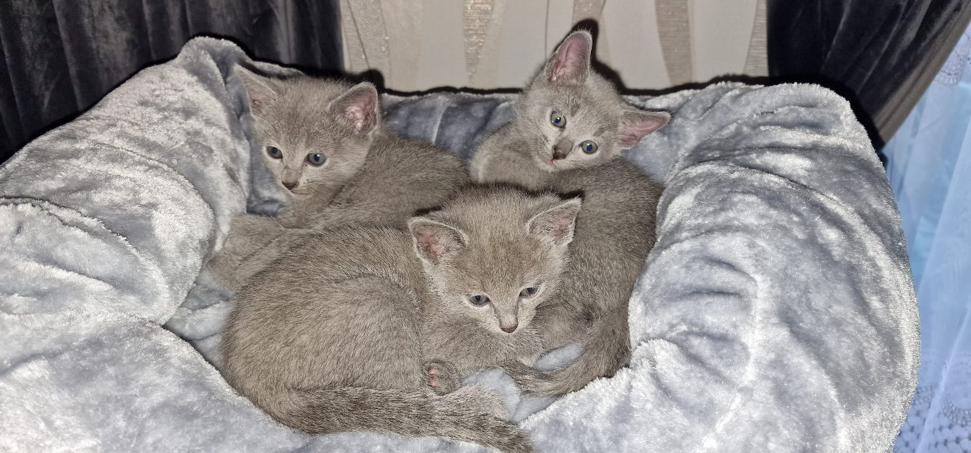 1 reinrassige russisch blau Kitten