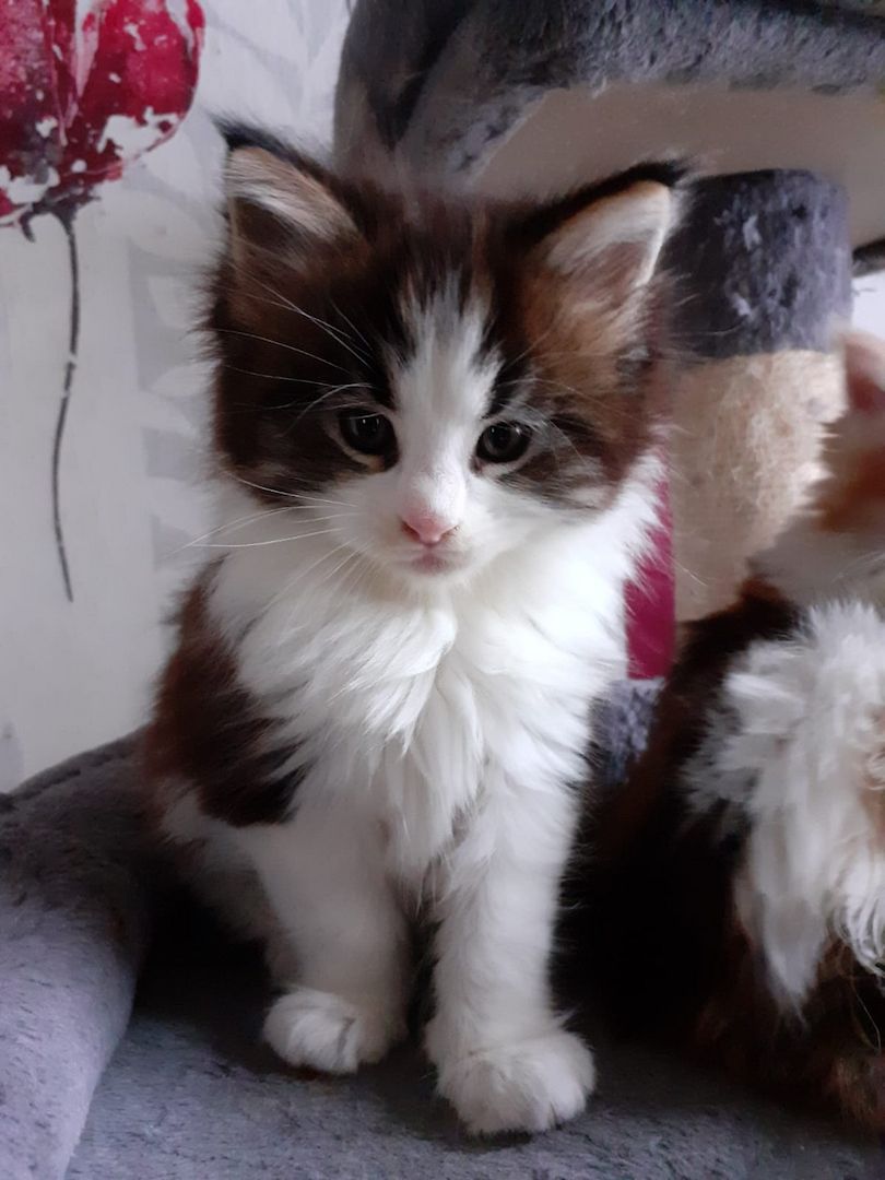 ❤Zuckersüßes kleines XXL Maine Coon Mädchen ❤