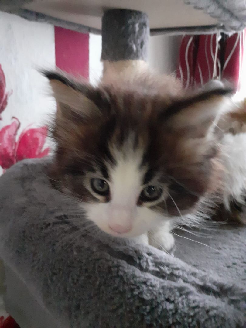 ❤Zuckersüßes kleines XXL Maine Coon Mädchen ❤