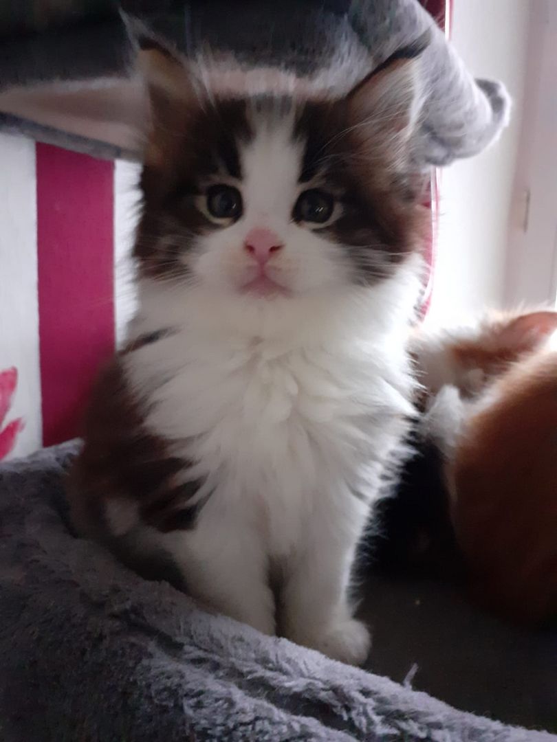 ❤Zuckersüßes kleines XXL Maine Coon Mädchen ❤