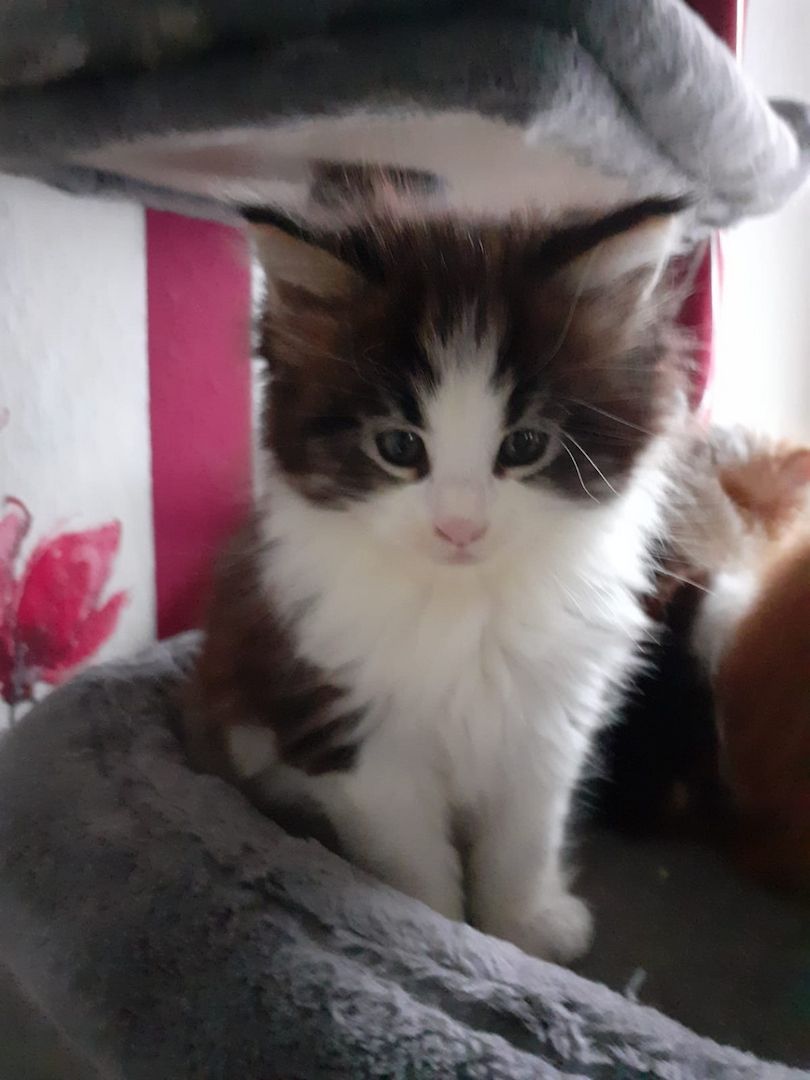 ❤Zuckersüßes kleines XXL Maine Coon Mädchen ❤