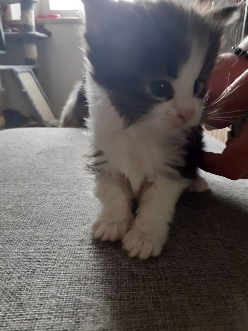 ❤Zuckersüßes kleines XXL Maine Coon Mädchen ❤