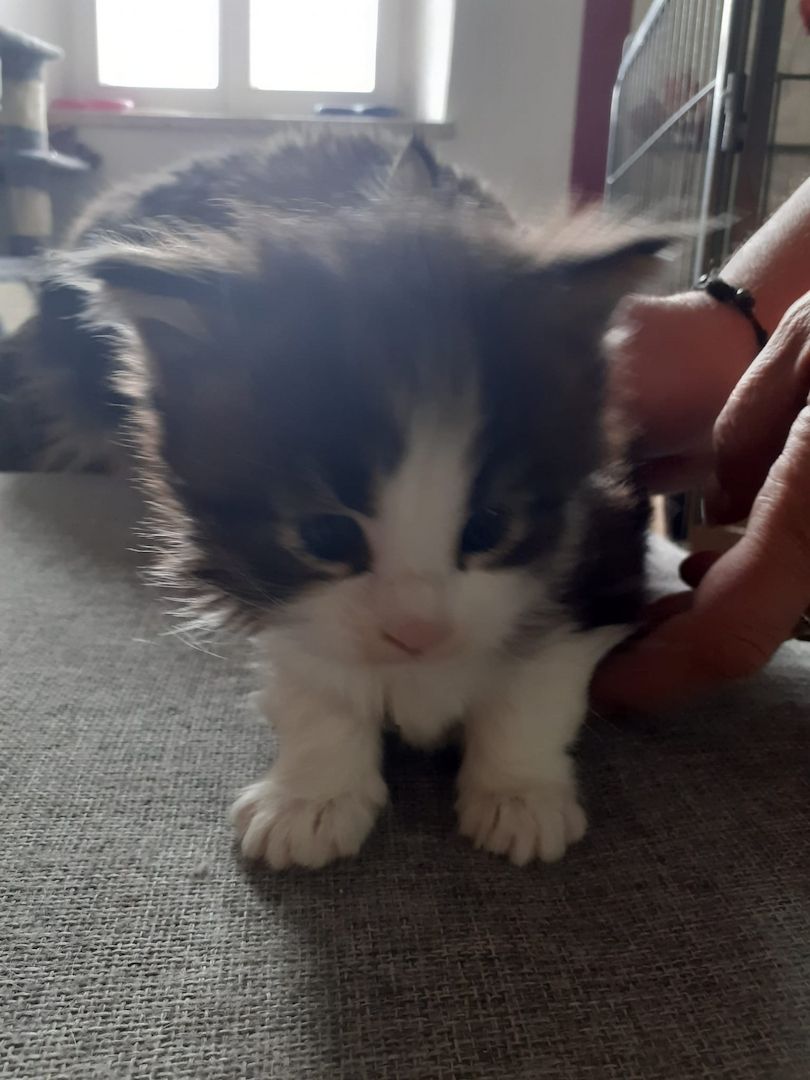 ❤Zuckersüßes kleines XXL Maine Coon Mädchen ❤